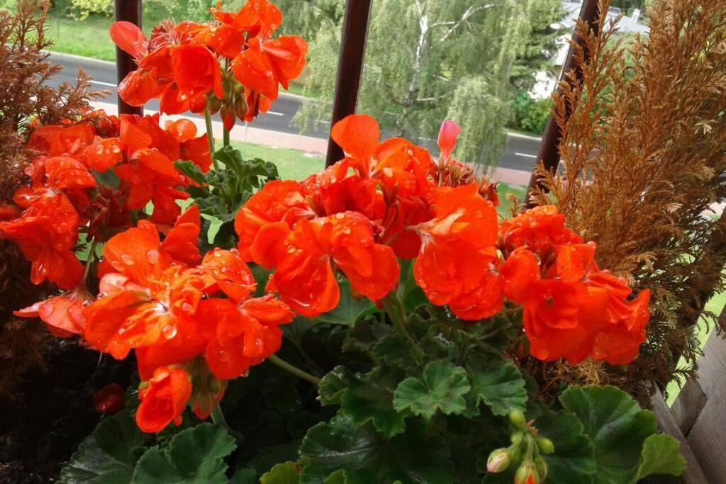 Rodzinny 2 Pokojowy. Widok Na Sniezke. Leilighet Karpacz